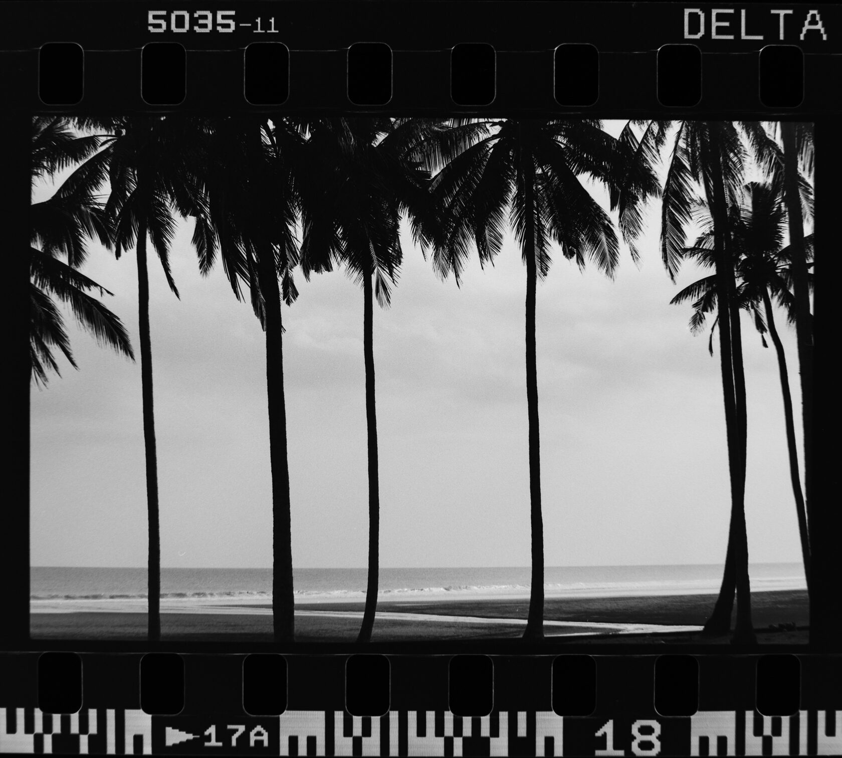 PALMS AND A BEACH