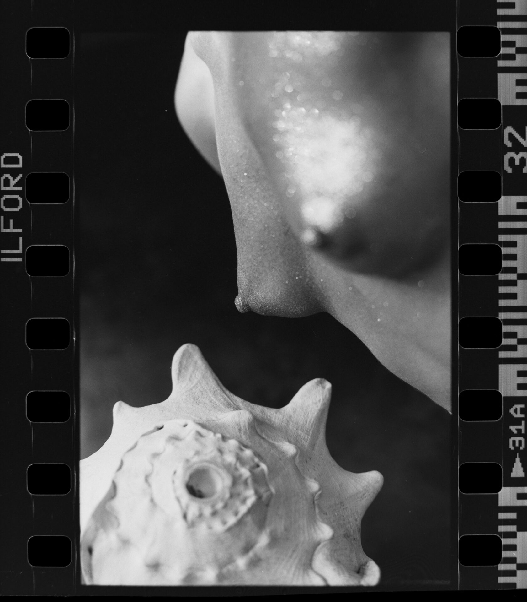 MERMAID AND A SHELL